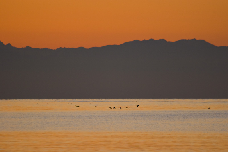 Bird Silhouettes And Olympic Mountains At Sunset